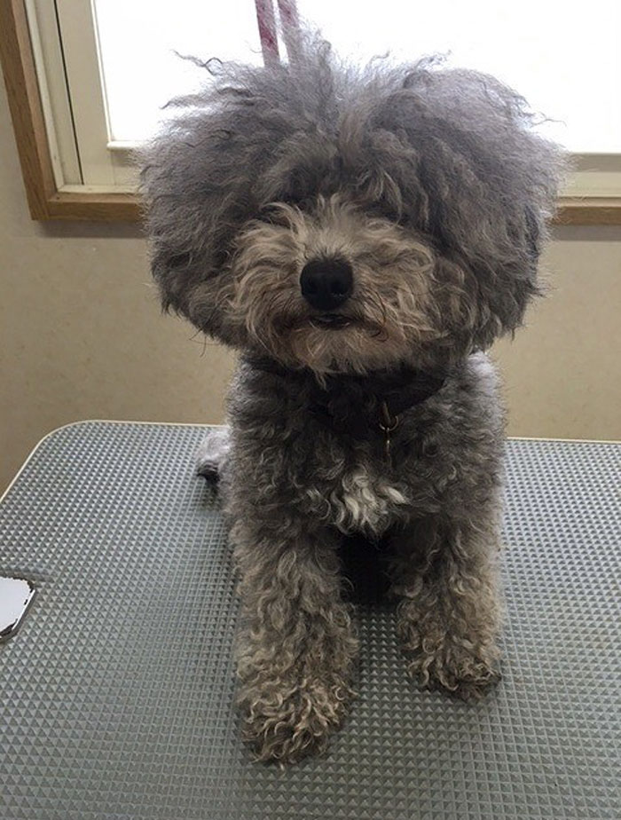 The Way This Japanese Pet Groomer Transforms Dogs Is Going Viral The Way This Japanese Pet Groomer Transforms Dogs Is Going Viral