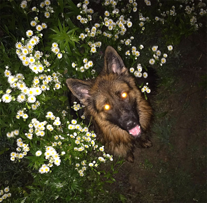 dog-name-shooter-nearly-shot-30 dog-name-shooter-nearly-shot-30