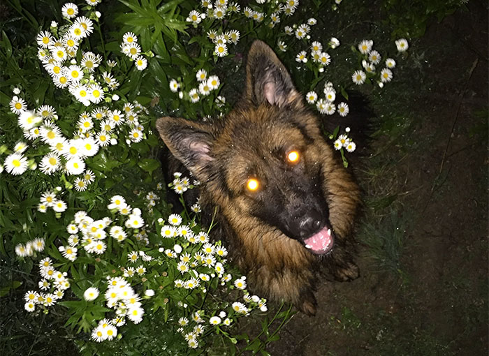 Pizza Guy Sees Dog Running Towards Him At 2AM While Woman Shouts “Shoot Her”, Reaches For His Gun