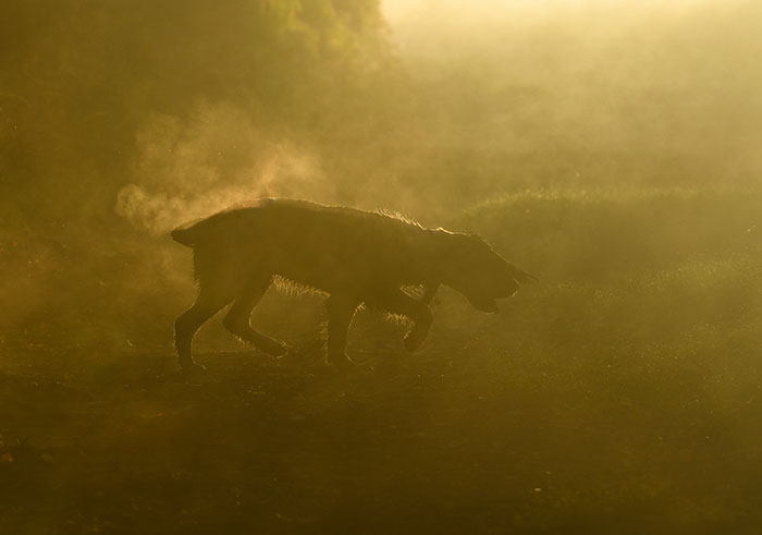 Dogs At Work 2nd Place Winner Richard Lane, United Kingdom