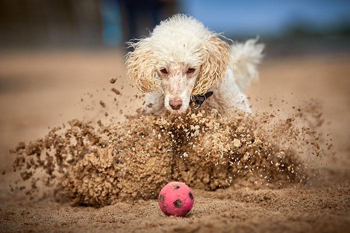 Judges’ Special Mention Dogs At Play Category Darren Hall, United Kingdom