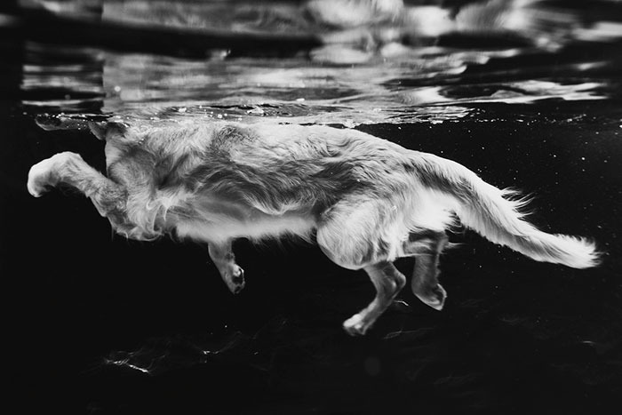 Judges’ Special Mention Dogs At Play Category Leslie Plesser, United States Of America