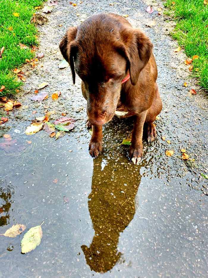 Judges’ Special Mention Young Pup Photographer Category Euan Shannon, United Kingdom
