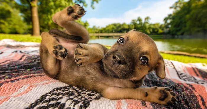 The Best Dog Photos Of 2018 Have Been Announced, And They’ll Give You All The Feels
