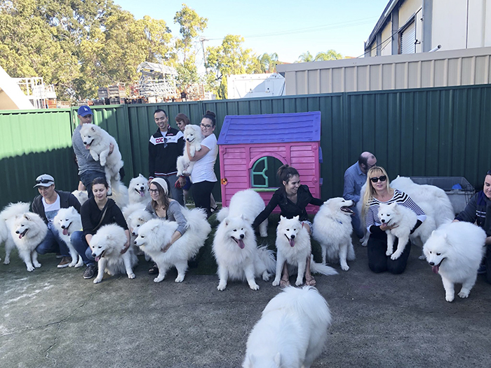 dog-toddler-family-the-samoyed-siblings-sarah-hegarty-australia (17)