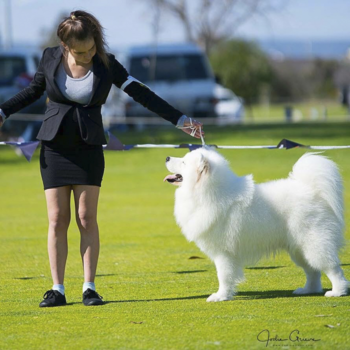 dog-toddler-family-the-samoyed-siblings-sarah-hegarty-australia (18)
