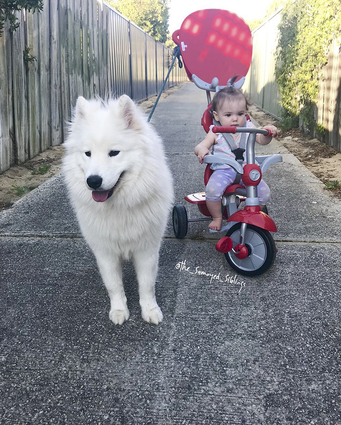 dog-toddler-family-the-samoyed-siblings-sarah-hegarty-australia (20)