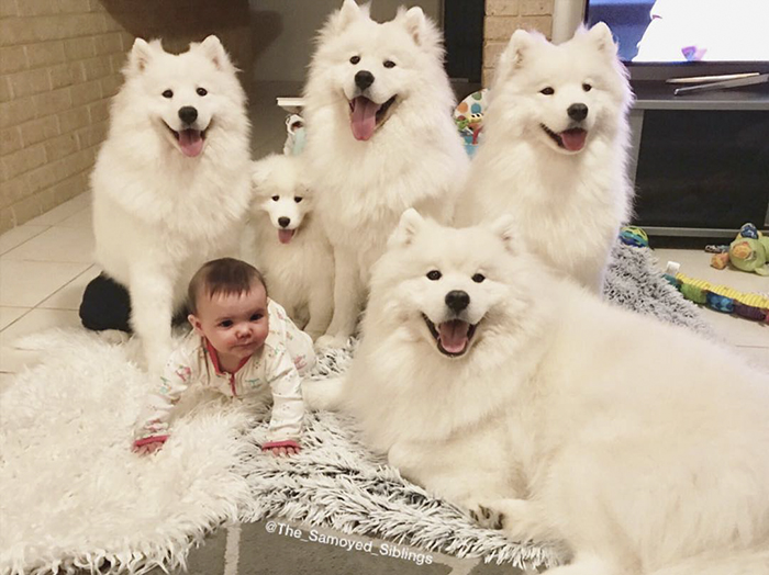 dog-toddler-family-the-samoyed-siblings-sarah-hegarty-australia (3)