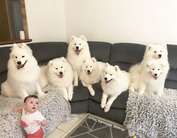 dog-toddler-family-the-samoyed-siblings-sarah-hegarty-australia (7)