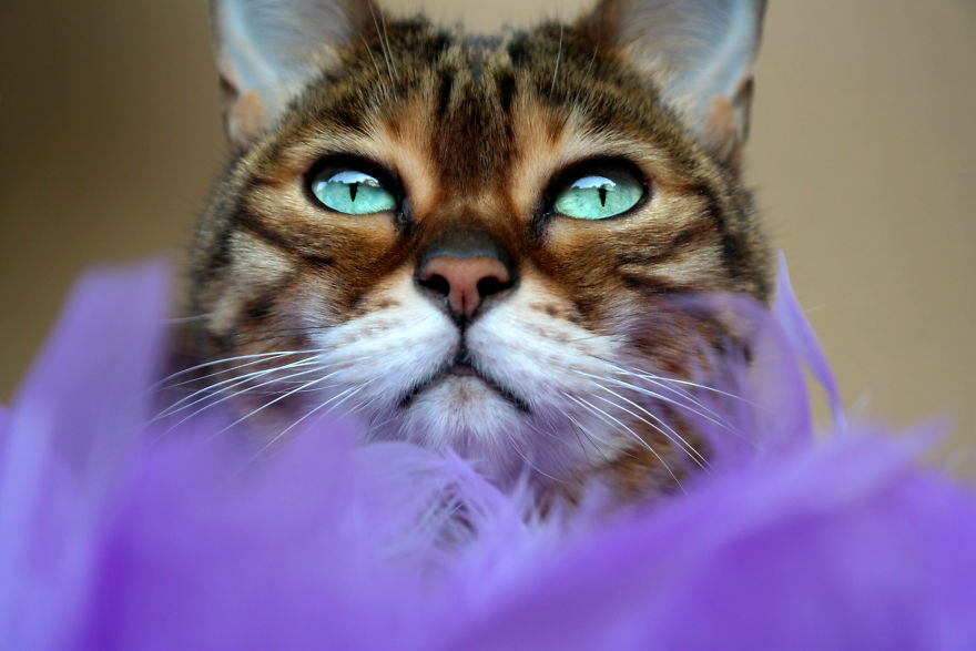 Molly Chan, The Bengal With The Shining Eyes