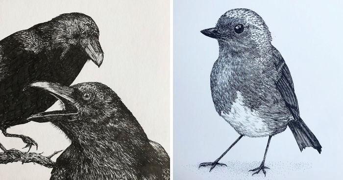 13 Detailed Birds Made With A Single Pen! All Drawn By Bas Geeraets