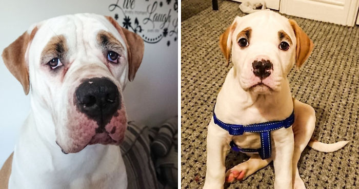 This Puppy With Fluffy Eyebrows Destroyed A Couch Of £ 2,500, But It Is Impossible To Get Angry