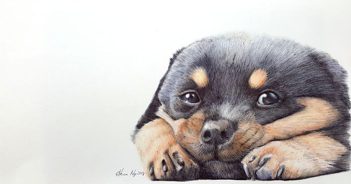 I Drew My Pet Rottweiler In Ballpoint Pens