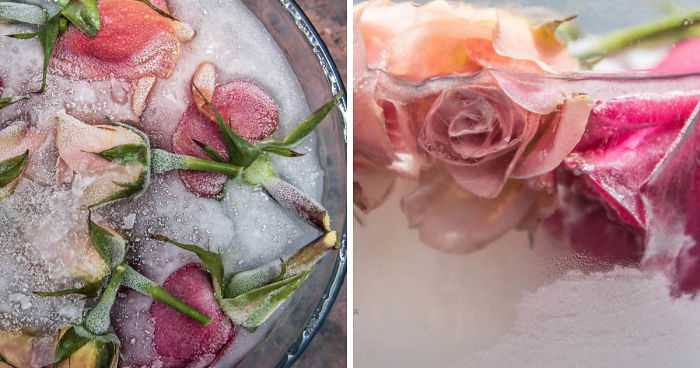 Frozen Beauty: I Imortalized Flowers In Ice