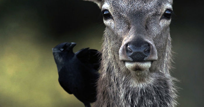 Man & Beast: The Deer Of Richmond Park