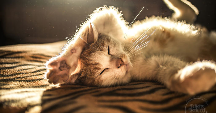 Cats Are The Best Subjects To Photograph And I Will Show You Why