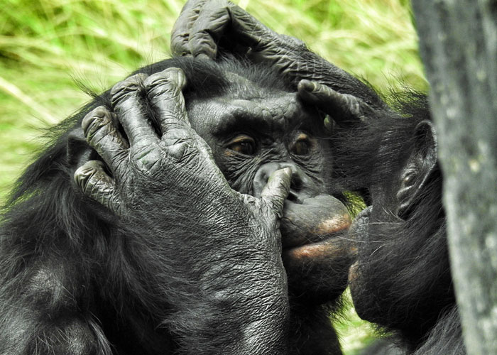 Esta empleada de un zoo revela los 10+ datos más interesantes sobre animales que ha aprendido en su trabajo