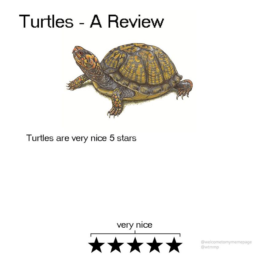 Turtles