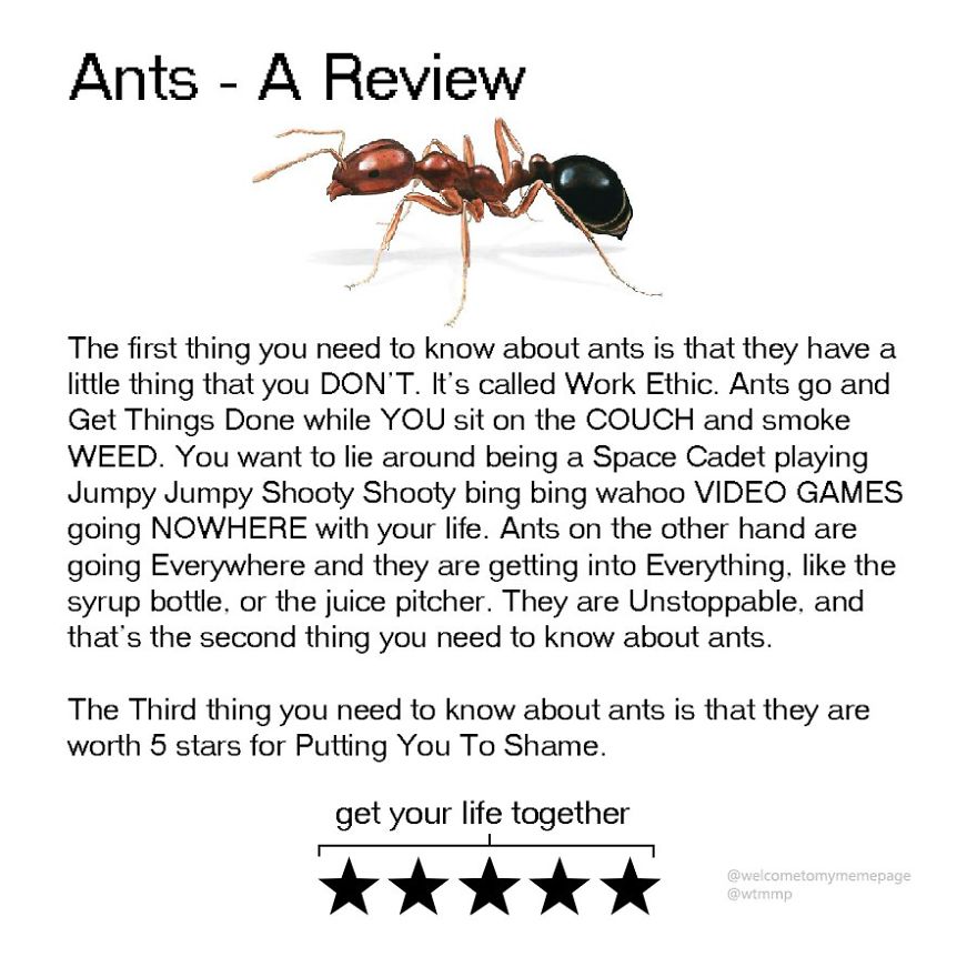 Ants