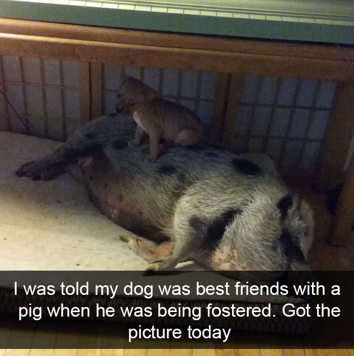 Animal Snaps