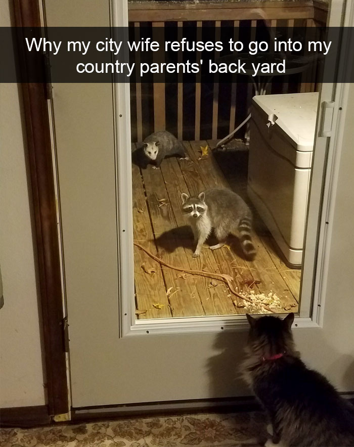 Animal Snaps