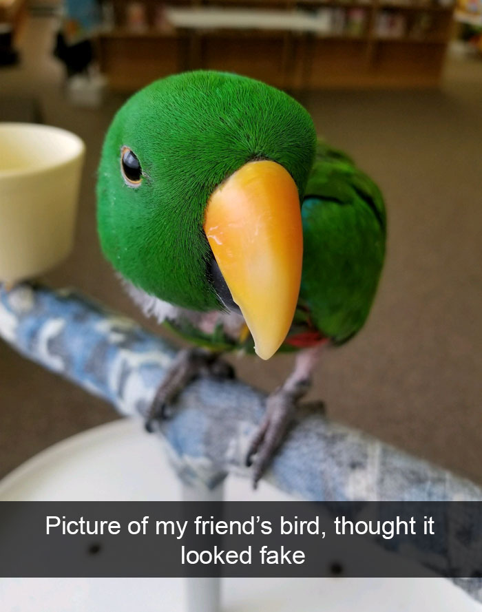 Animal Snaps