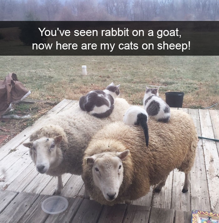 Animal Snaps