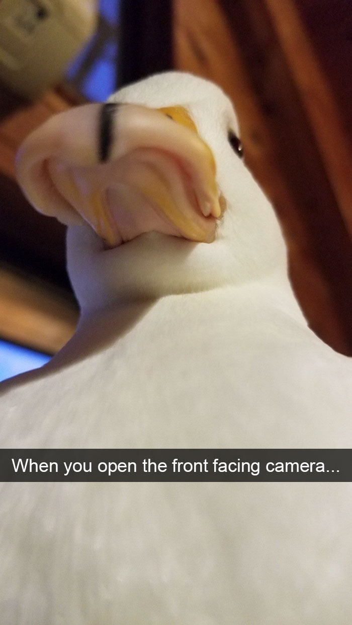 Animal Snaps