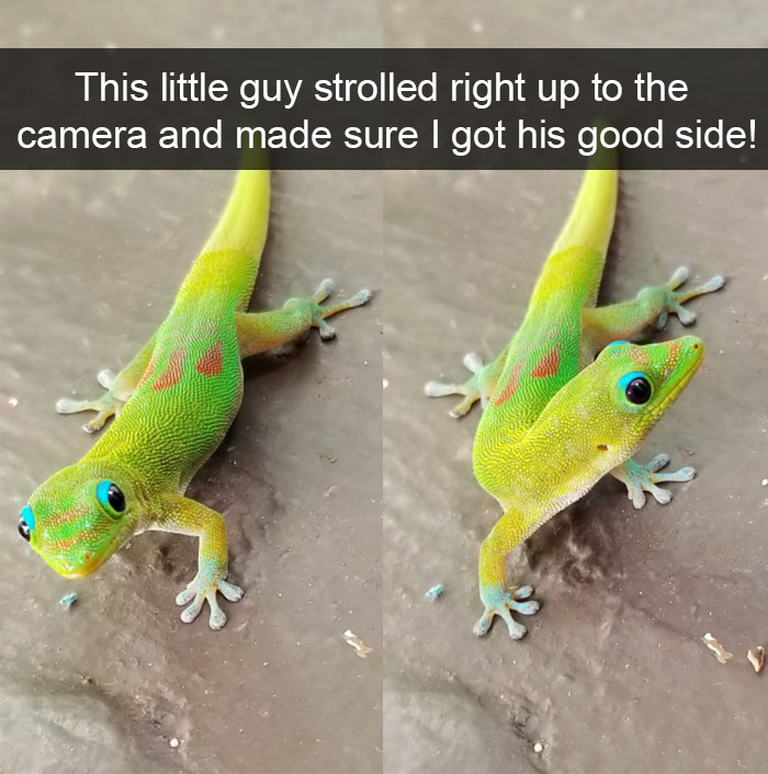 Animal Snaps