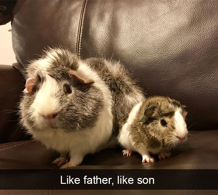 Animal Snaps