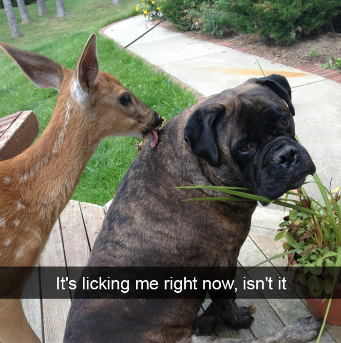 Animal Snaps
