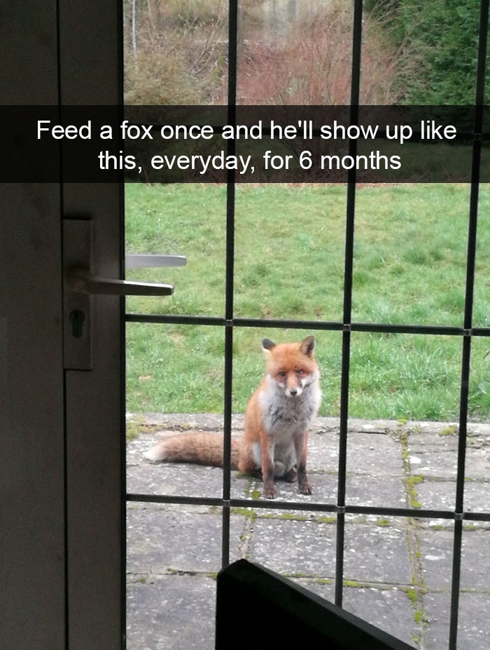 Animal Snaps