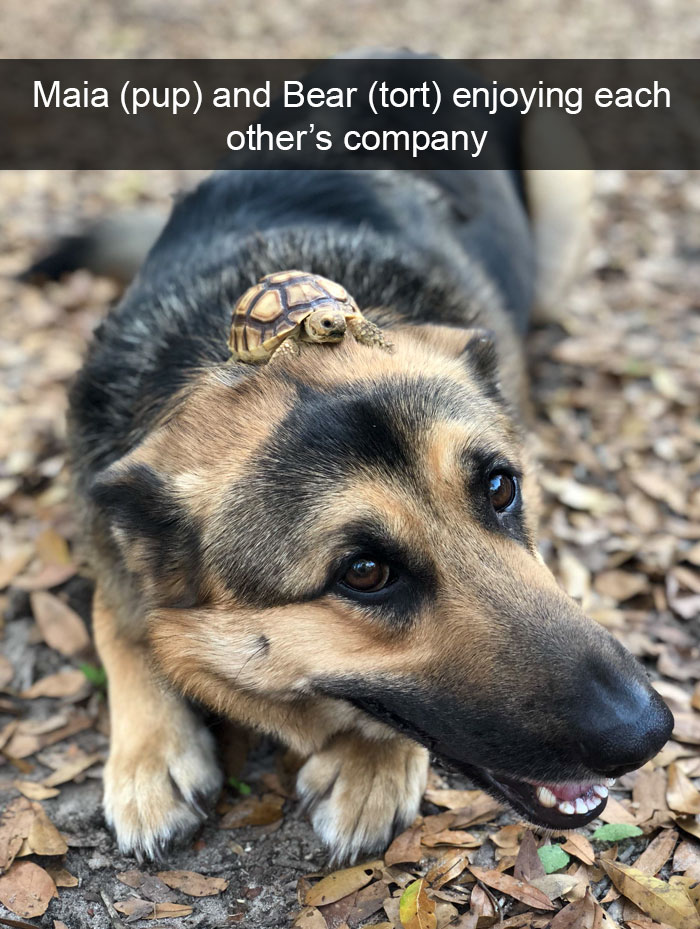 Animal Snaps