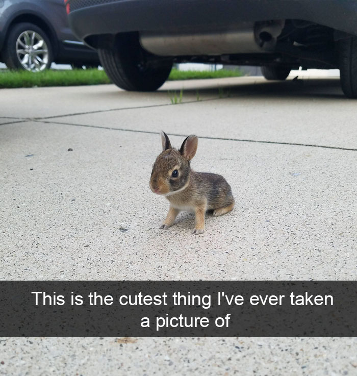 Animal Snaps