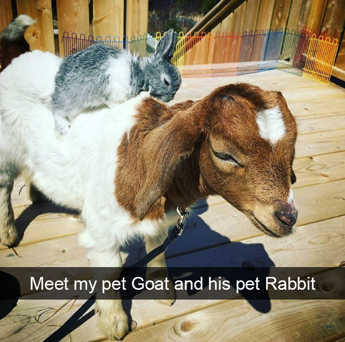 Animal Snaps