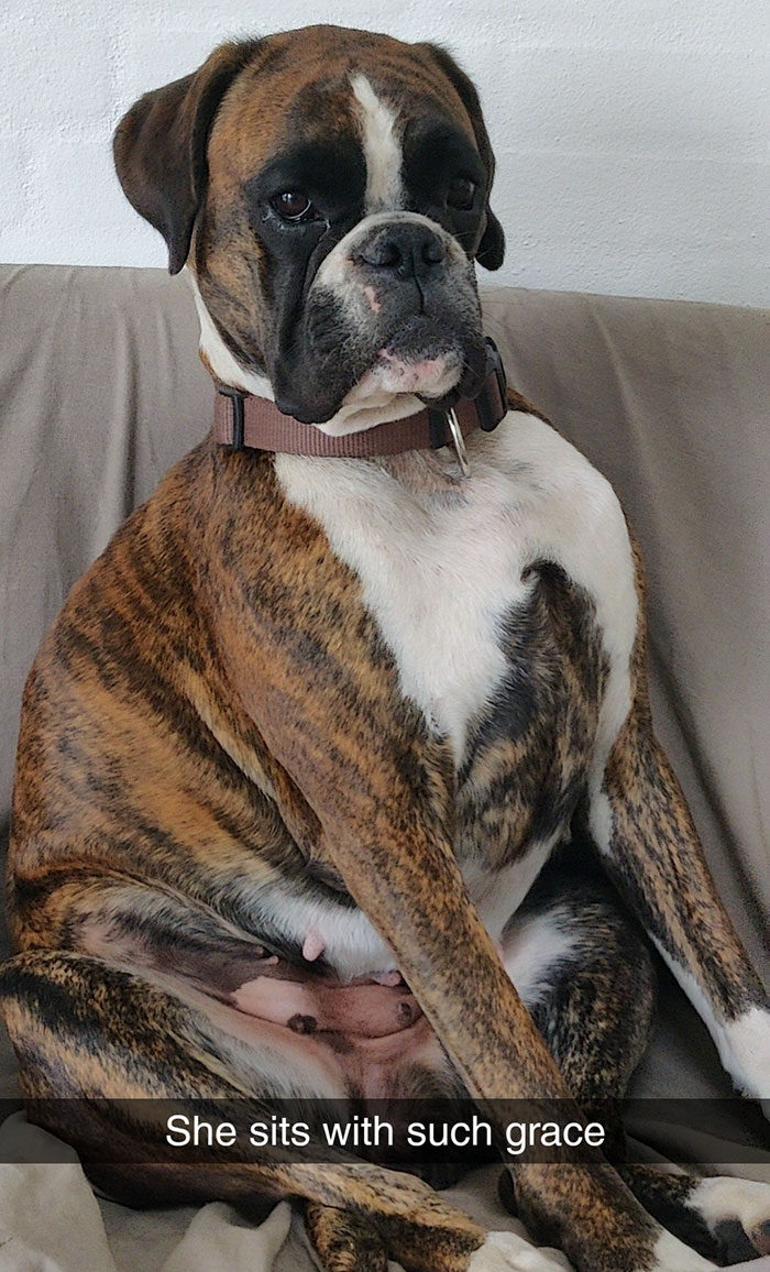 Funny boxer dog sitting upright on a couch, showcasing its quirky and adorable personality.