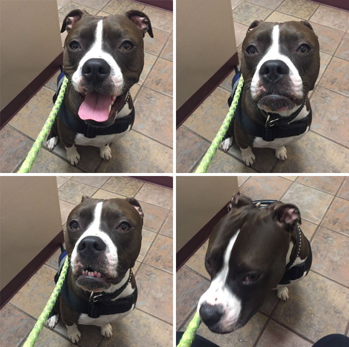 Four photos of a Boxer dog displaying various adorable and funny expressions while sitting on a tile floor.