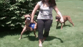Woman walking with two playful Boxers on grass, showcasing their adorable and quirky nature.