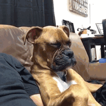 Boxer dog sitting upright on a couch, looking sleepy and adorable.