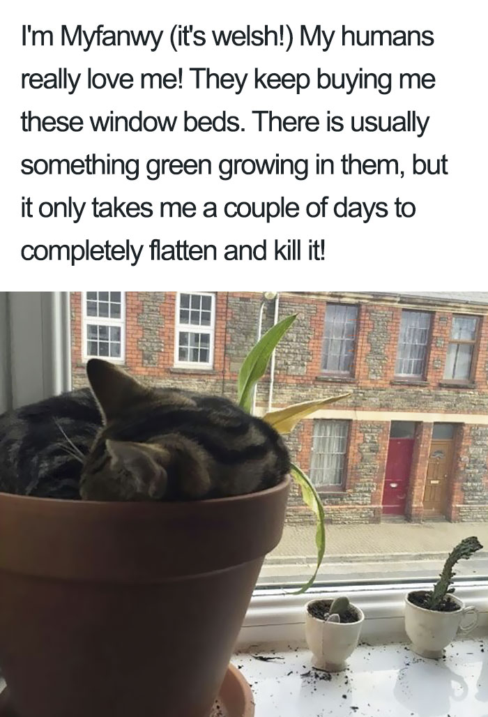 Funny-Cat-Shaming