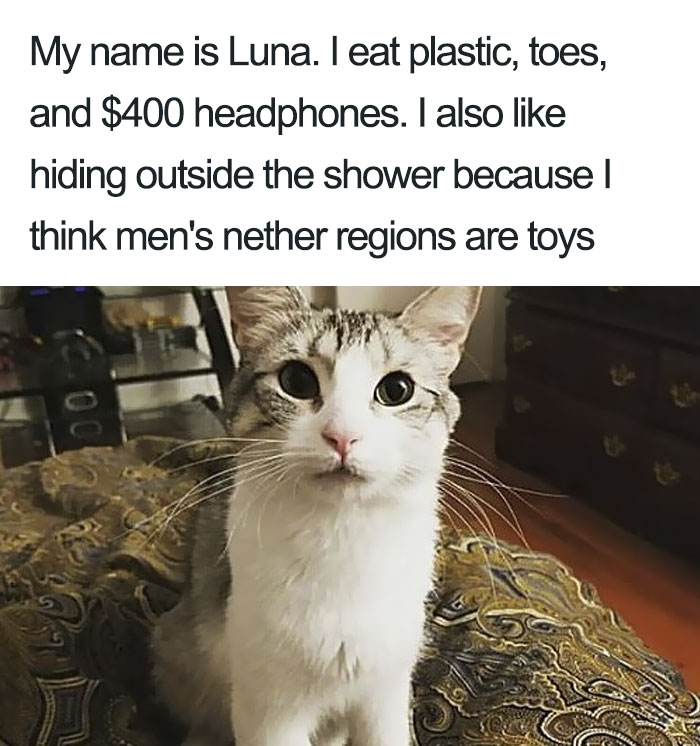 Funny-Cat-Shaming