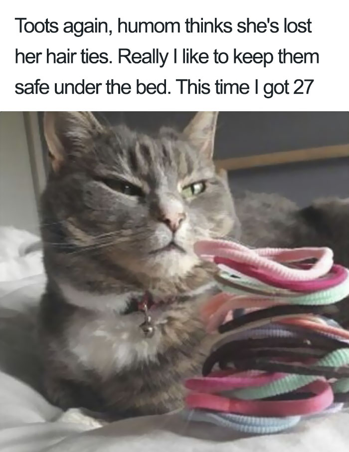 Funny-Cat-Shaming