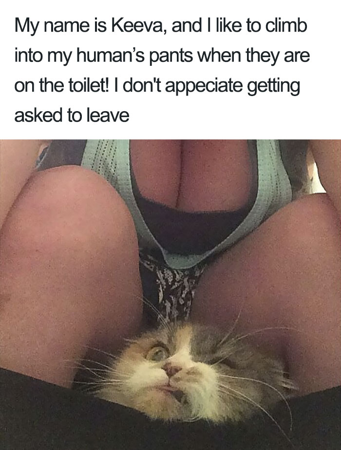Funny-Cat-Shaming