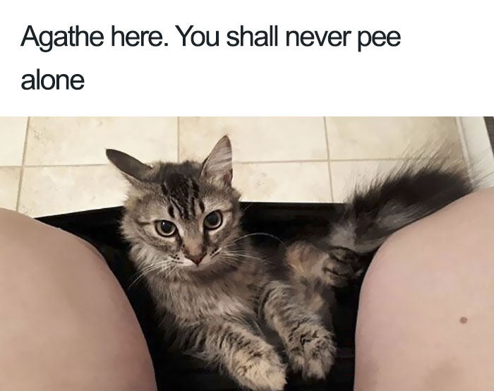 Funny-Cat-Shaming