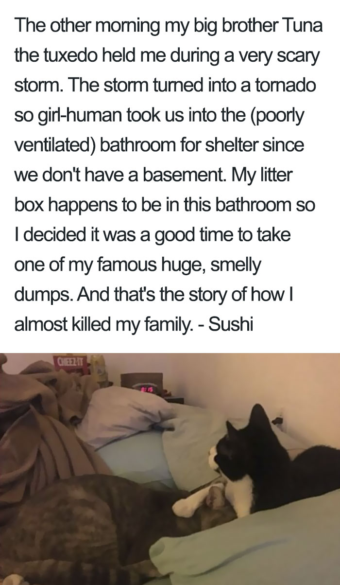 Funny-Cat-Shaming