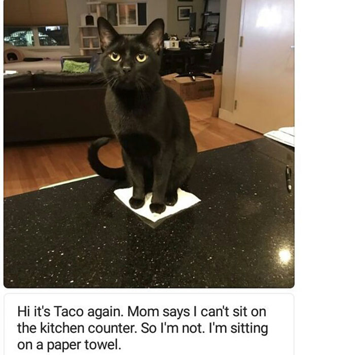 Funny-Cat-Shaming