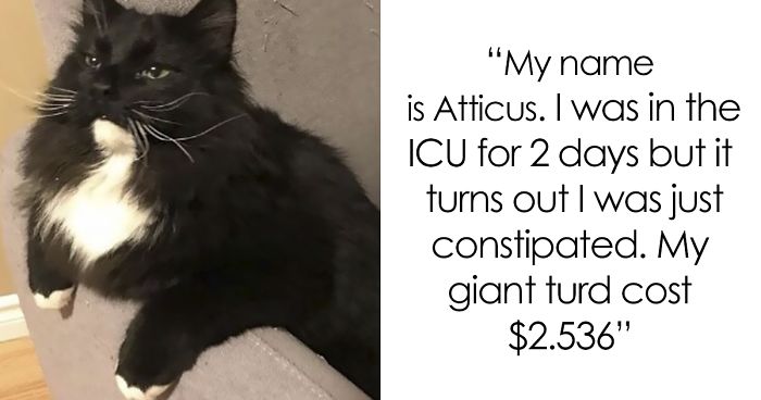 50 Times Asshole Cats Were Publicly Shamed For Their Hilariously Horrible Crimes