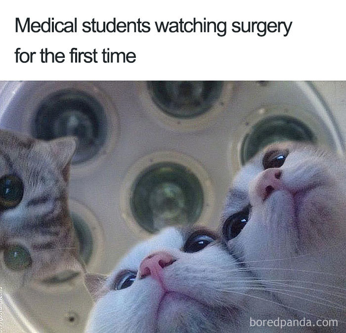Cats under a surgical light with the caption "Medical students watching surgery for the first time," highlighting doctor memes.