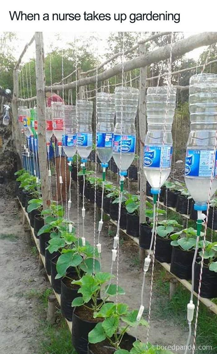 Doctor meme featuring IV bottles used to water plants in a garden.