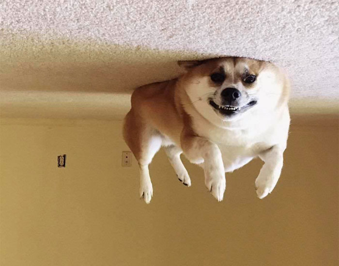 25+ Divertidos «perros globo» que se han quedado pegados al techo